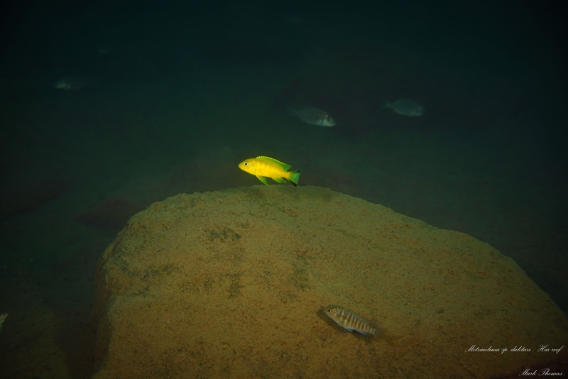 Maylandia sp. 'daktari' Hai Reef